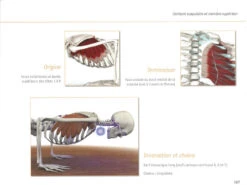 Yoga Anatomie Les Muscles -Boutique De Yoga yoga anatomie 15827926305e577fb6ce8ce