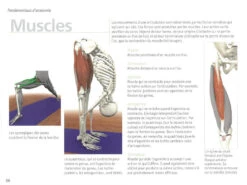 Yoga Anatomie Les Muscles -Boutique De Yoga yoga anatomie 15827926365e577fbca240d