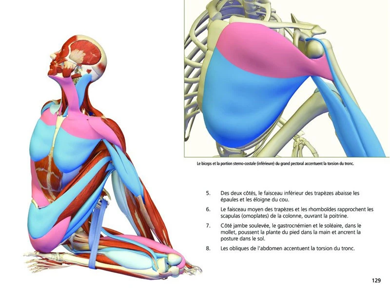 Yoga Anatomie Les Postures 3 Yoga Anatomie Les Postures – Image 3