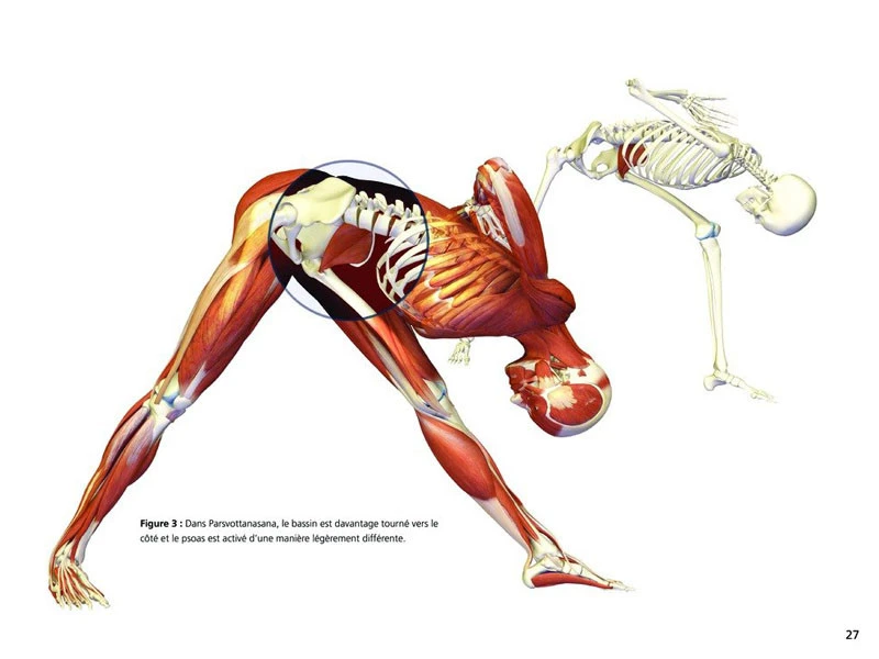 Yoga Anatomie Les Postures 5 Yoga Anatomie Les Postures – Image 5